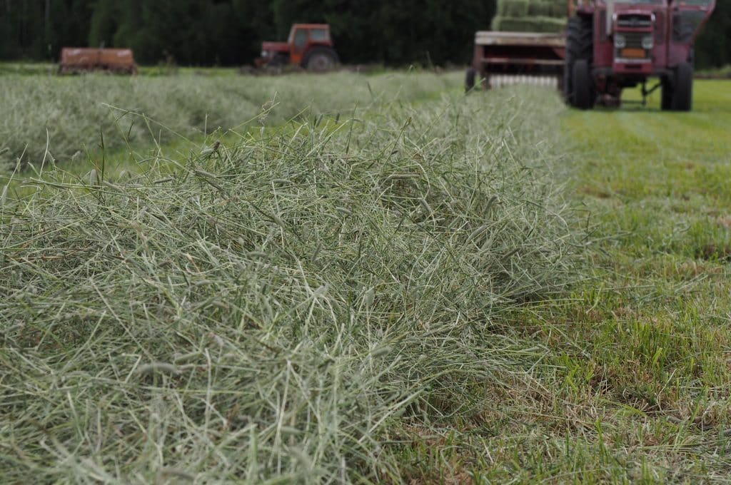 kuivaheinää kaneille