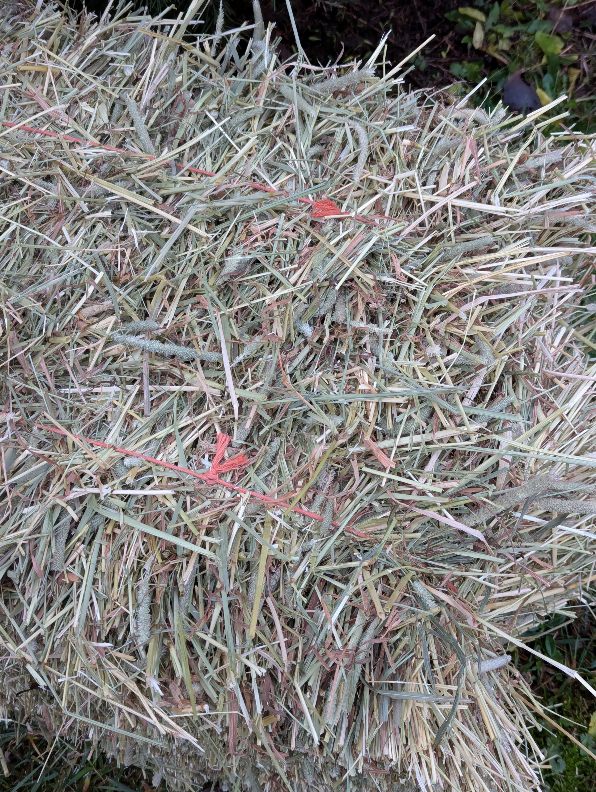 Heinää kakkoslaatu