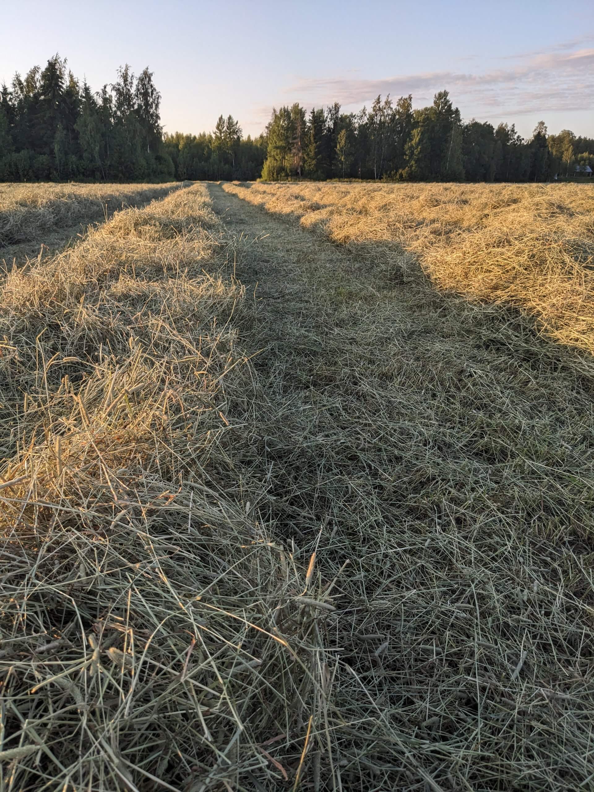 Heinäkaupan heinää