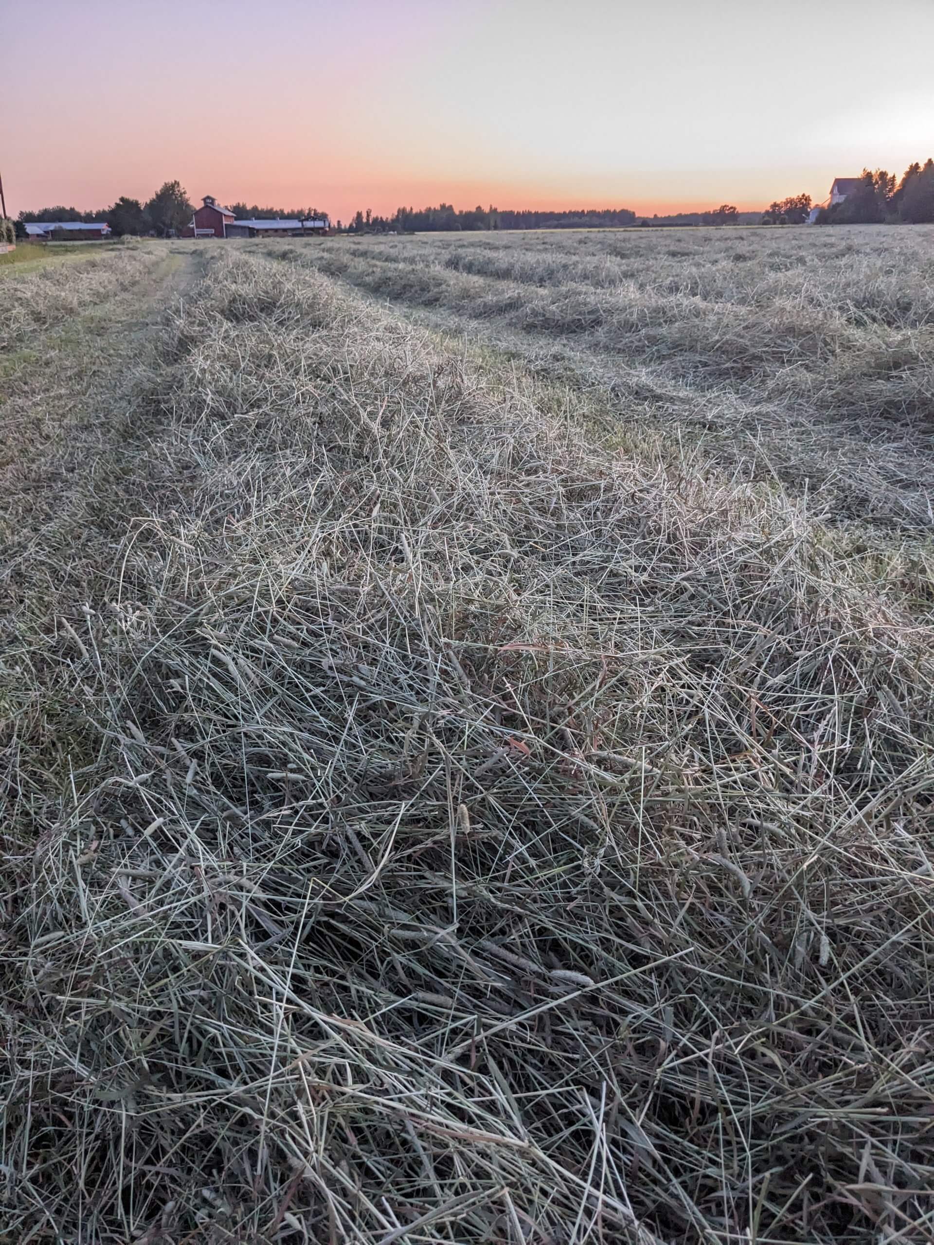 Heinäkaupan heinää